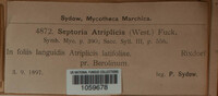 Stagonospora atriplicis image